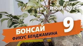 Бонсай из фикуса Бенджамина. Новая вершина. Часть 9 | Июнь 2021