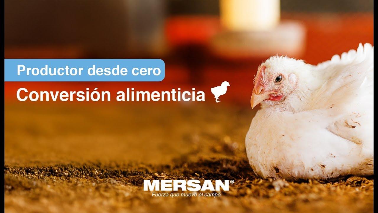 🐣 Productor desde Cero | Capítulo 6 – Conversión alimenticia y cambios de la semana 5