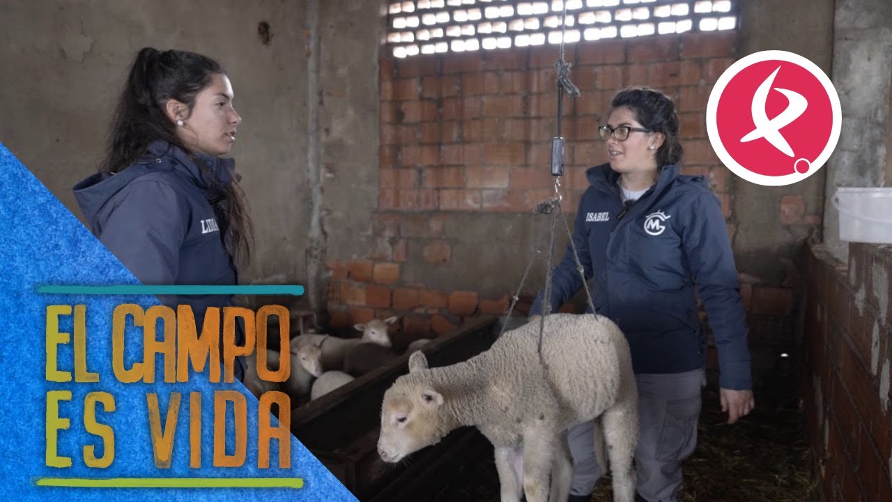 Isabel y Lidia controlan el peso de los borregos de cebadero | El campo es vida