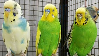 12 hr If your budgies don’t chirp, playing this video will help lonely parakeet bird start to chirp