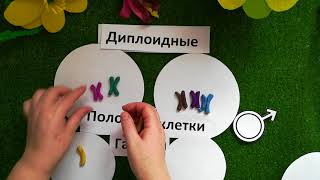 Половое размножение растений Половое размножение растений