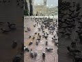 حمام الحرم المكي Shorts حمام الحرم المكي Shorts