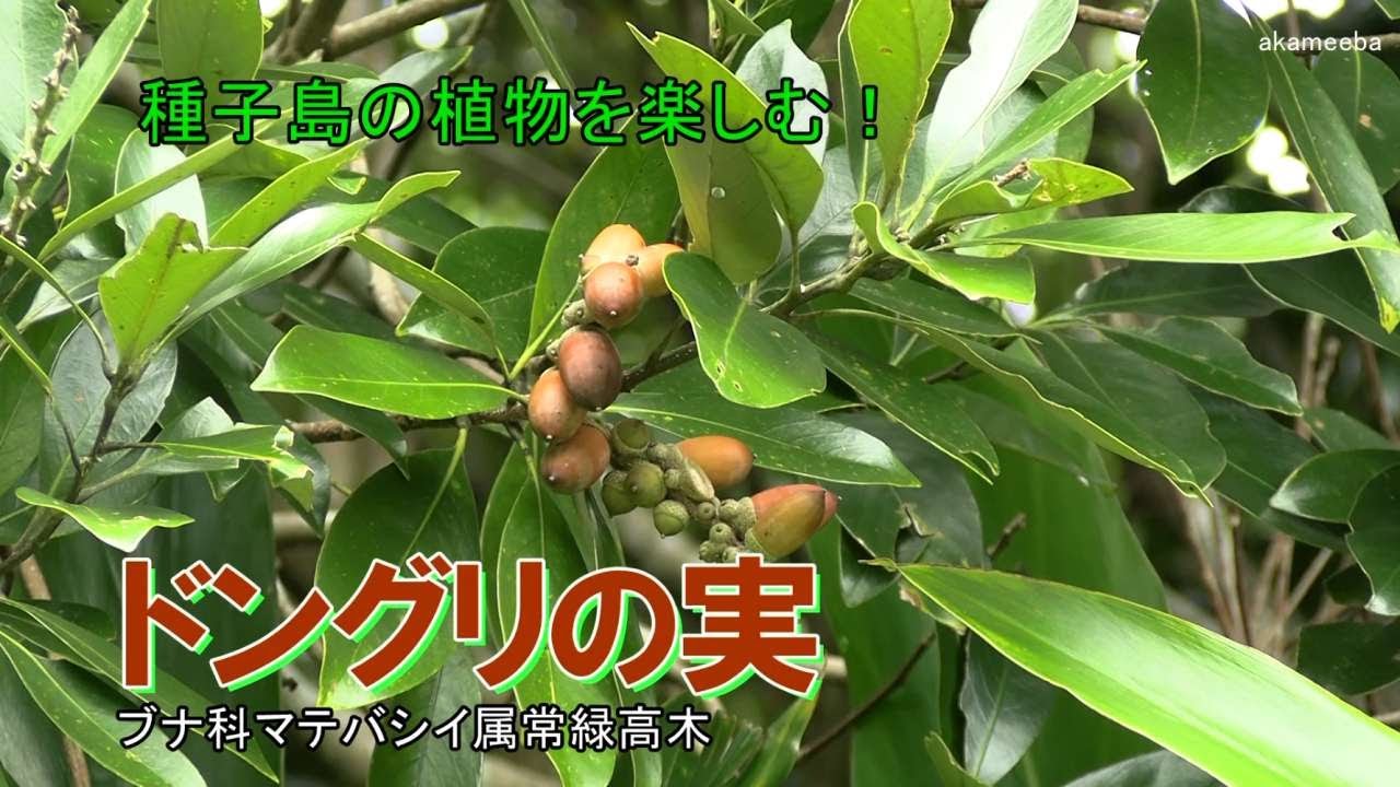 ドングリの実 マテバシイ仲秋のころ枝先の葉腋に茶色の果実を多数つけた風景令和7年 AIナレーション案内 - 種子島の植物を楽しむ! - YouTube