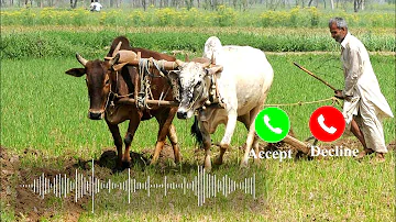 Hal Chalaye Tune Tune Fasal Ugayi || Kisan New Song || Kisan Andolan Song 2021 || Life4well || L4W