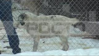 Новая страница в истории фонда "Сострадание НН", эфир от 10.01.2017 Новая страница в истории фонда "Сострадание НН", эфир от 10.01.2017