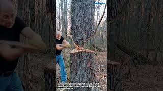 Manual Tree Chopping with Heavy Duty Axe #worker #process #woodworking #lumberjack #satisfying