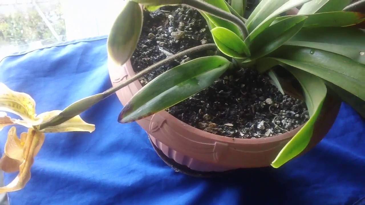 cuidados de orquidea zapato de la reyna - YouTube