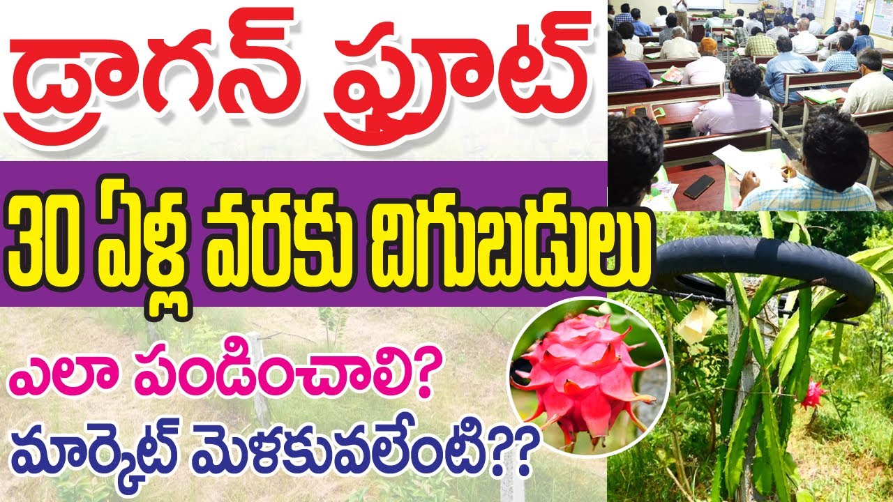 How to Cultivate Dragon Fruit || డ్రాగన్ ఫ్రూట్ - పండించేదెలా || Padmavati