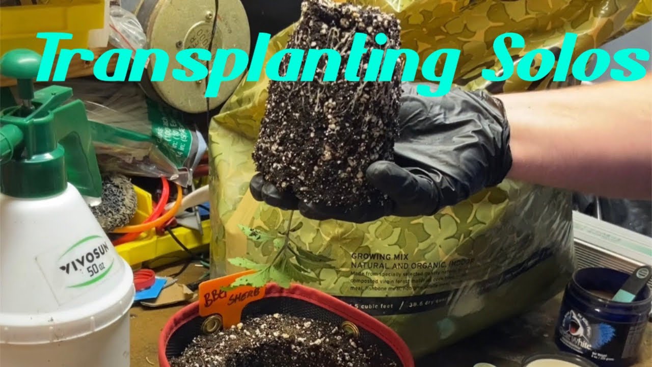 Transplanting from Solo cups to 1 Gallon’s