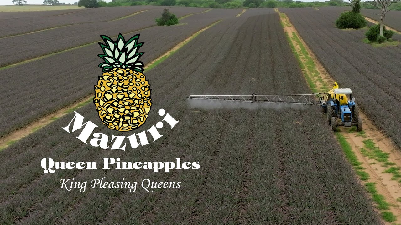 Mazuri Queen Pineapples King Pleasing Queens YouTube