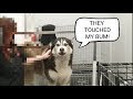 Husky gets a shock while being de fluffed! | dog deshedding