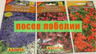 Лобелия.Супер способ посева лобелии на рассаду!Удобно, чтобы сеять очень мелкие семена!