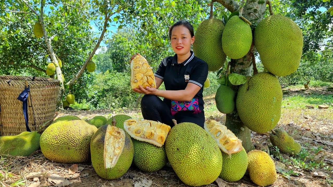 Harvest Jackfruit gardens Go to market sell Spraying antiEpidemic