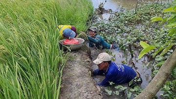 Mò Trúng Ổ Cá Rô Đồng Về Phơi 1 Nắng Đem Kho Lạc Chấm Bông Điên Điển.Góc Làng Quê #294