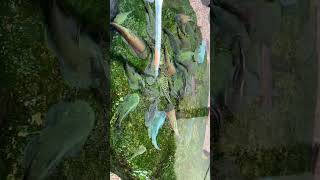 Malaysia Hillstream Collection