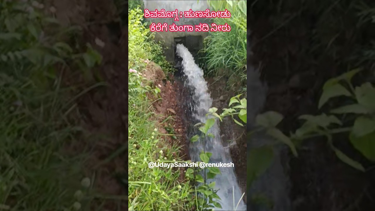 ಶಿವಮೊಗ್ಗ ತಾಲೂಕಿನ ಹುಣಸೋಡು ಕೆರೆಗೆ ಹರಿಯುತ್ತಿರುವ ತುಂಗಾ ನದಿ ನೀರು. #shimoga #shivamogga #tungariver #news