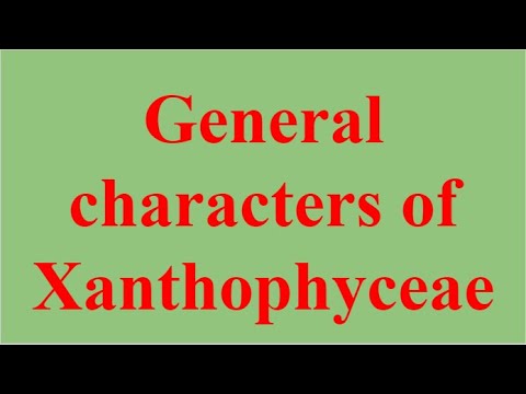 બી.એસસી. પ્રથમ વર્ષ, વનસ્પતિશાસ્ત્ર, પેપર - I, Xanthophyceae ના સામાન્ય પાત્રો
