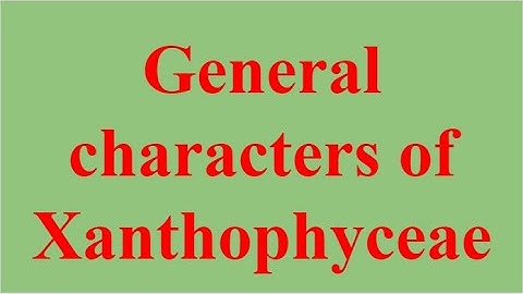 B.Sc. First Year, Botany, Paper - I, General characters of Xanthophyceae