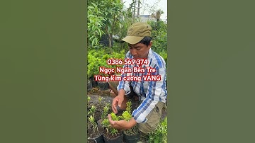 Cây Tùng kim cương VÀNG VÀNG VÀNG rất đẹp | 0386569374 - Ngọc Ngân Bến Tre | Chuyên cây độc lạ