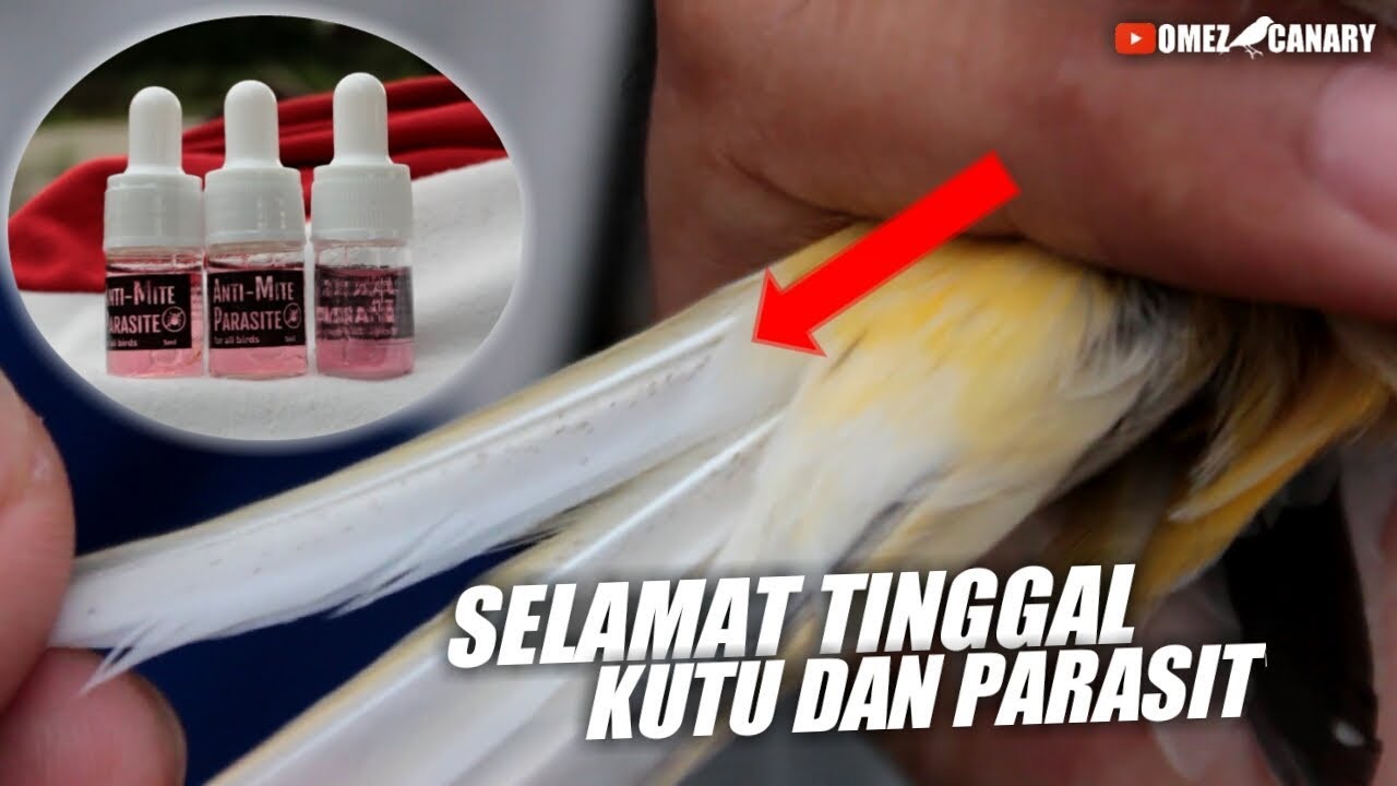 Gak perlu disemprot Kutu dan parasit burung rontok! Gak perlu pegang
