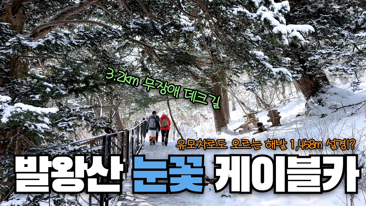 유모차로도 올라가는 해발 1,458m 눈꽃 나들이❄️ | 평창 발왕산 케이블카 | 천년주목숲길 | 3.2km 무장애 데크길 | 모나용평