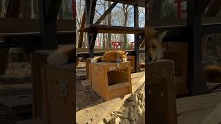 El santuario de Zorros #viajero