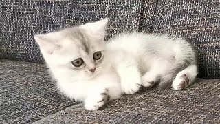 PLAYFUL KITTEN SKY | Sky The British Shorthair Kitten by Sky Cat 218 views 3 years ago 3 minutes, 1 second