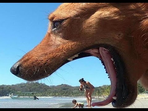 😺 Funny dogs, cats and people! 😄 We guarantee a great mood! 👍 - YouTube