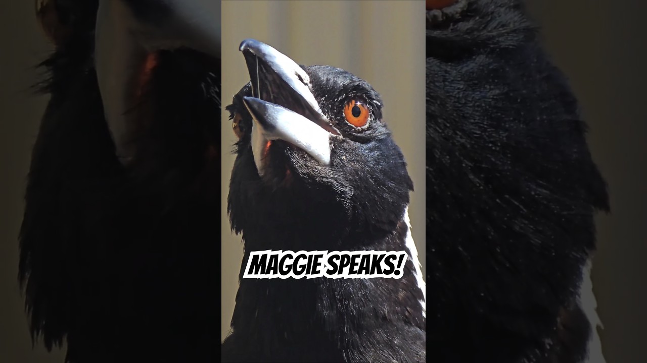 🐦‍⬛Maggie Speaks!!! 