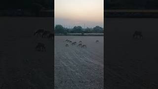 A peaceful evening as a herd of Nilgai grazes across the open field #nature #shorts