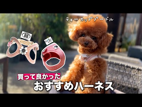本当に買って良かった犬用ハーネス2選【おすすめ&付け方 解説】子犬時代から振り返り