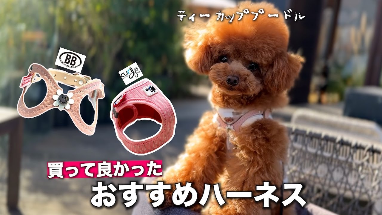 本当に買って良かった犬用ハーネス２選【おすすめ＆付け方 解説】子犬時代から振り返り
