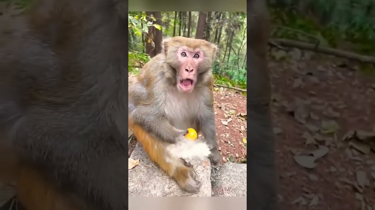 FUNNY MONKEY 