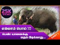 யானையை பற்றி பல மிரளவைக்கும் தகவல்கள் |Elephants review tamil | Elephants Musth Explained | Muthu