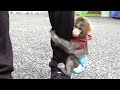 メッチャ可愛い赤ちゃん猿「きぬ」特別編① Very cute baby monkey 'Kinu' summary ①