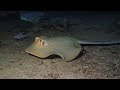 Night dives at koh tao thailand