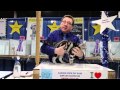 American Shorthair - Garden State Cat Show の動画、YouTube動画。