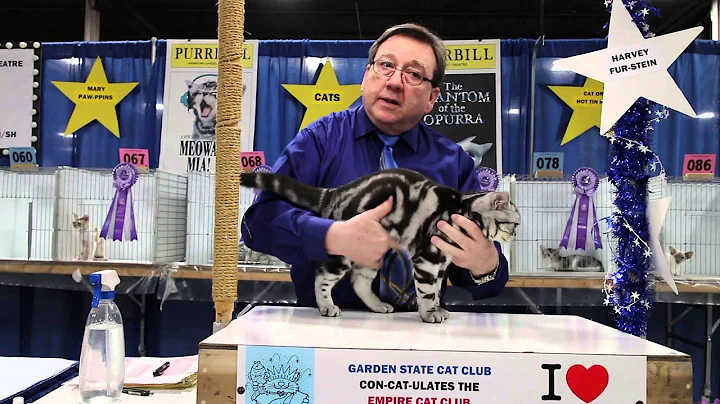 Watch the video about American Shorthair - Garden State Cat Show