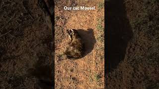 Our cat Mouse!#cats #loyal #happy #goodgirl #shenanigans #silly