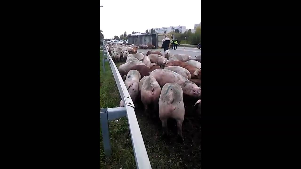 Свиньи строят машины