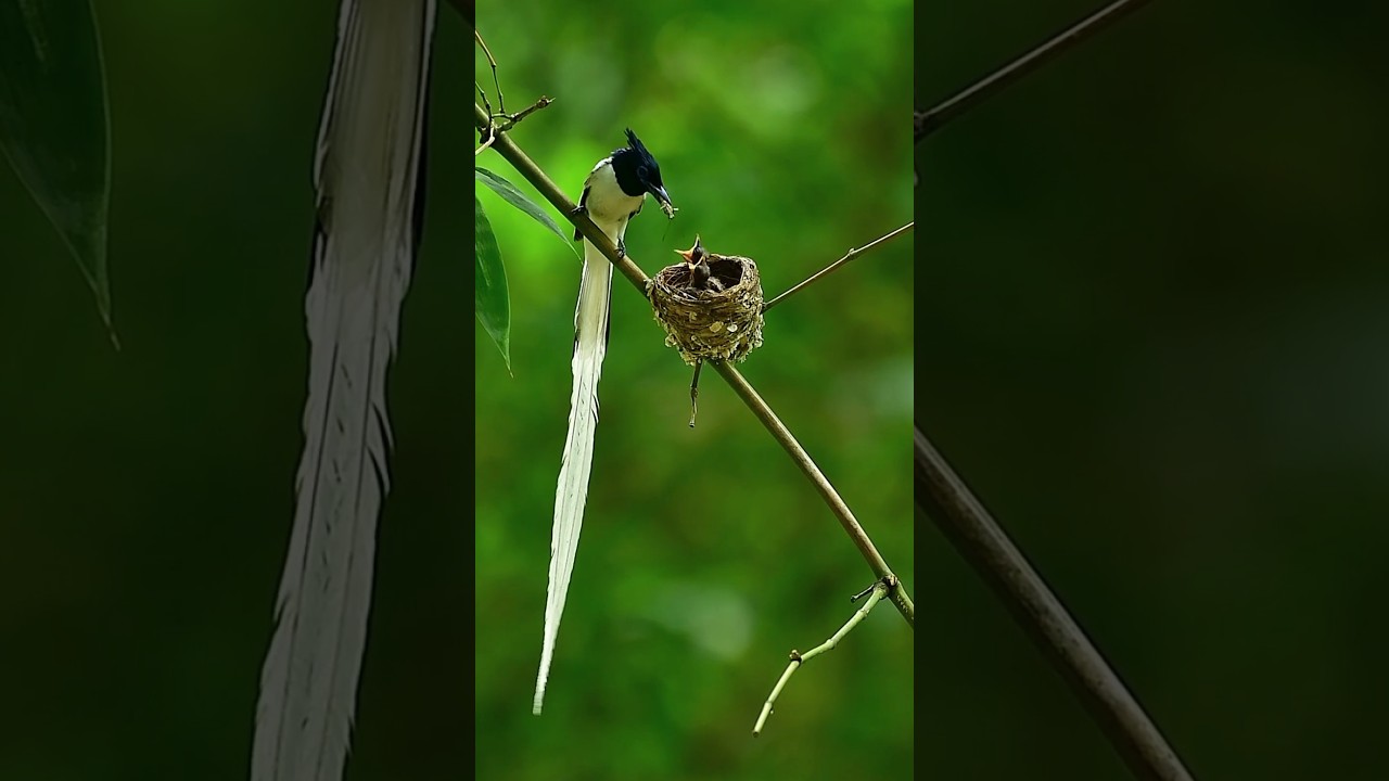 Mother Bird Feeding food to her Babies. @animalplanet @discovery @NatGeo