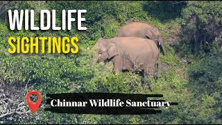 Wildlife Sightings in Chinnar Wildlife Sanctuary