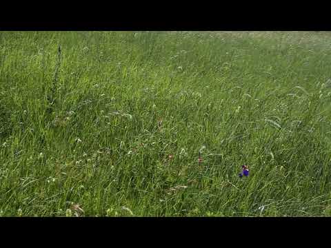 Стрелецкая Степь: 18.06.2018