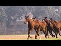 Usha stud farm  the yearlings