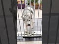 She Tested Which Dog Was Smarter—One Used His Paws, the Other Went Full Parkour!