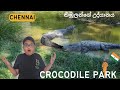 Madras crocodile park  crocodile park tour     visit place in chennai