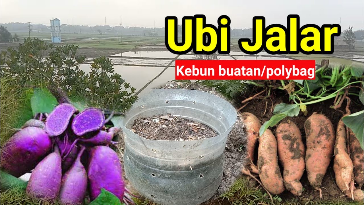 Cara tanam ubi jalar di lahan terbatas panen melimpah !