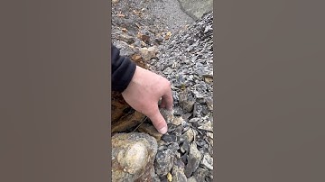Finding MARINE REPTILE BONES 🦴😱 How Many Will We Spot? 🐊🦑🔨