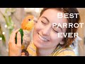 Meeting our caique for the first time  love at first sight