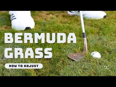 How to chip from Bermuda grass